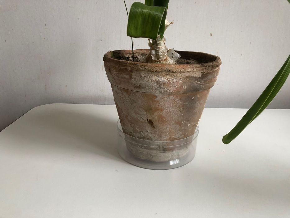 Горшки для квітів вазонів