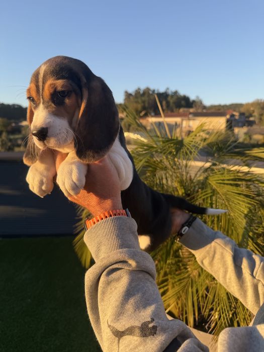 Beagle menina top Arnoso (Santa Maria E Santa Eulália) E Sezures • OLX.pt
