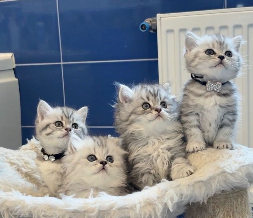 Британські кошенята