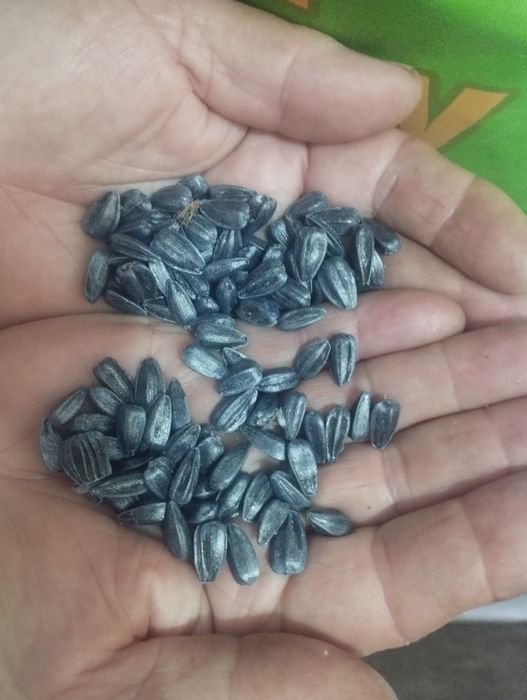 Продам сонях альдазор екстра