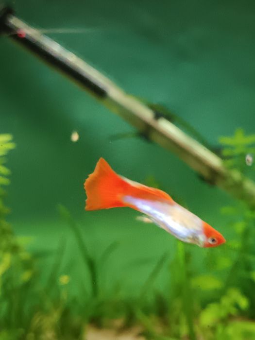Guppys koi (guppys de linhagem)