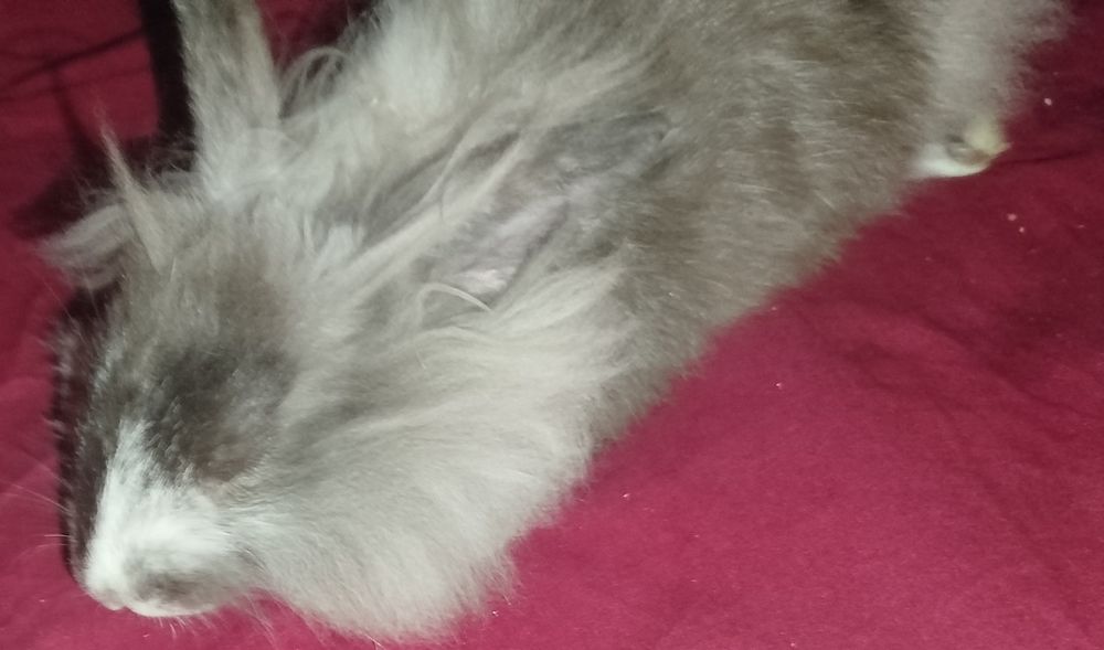 Miniatury króliczków Angora, Karzełek Tedy