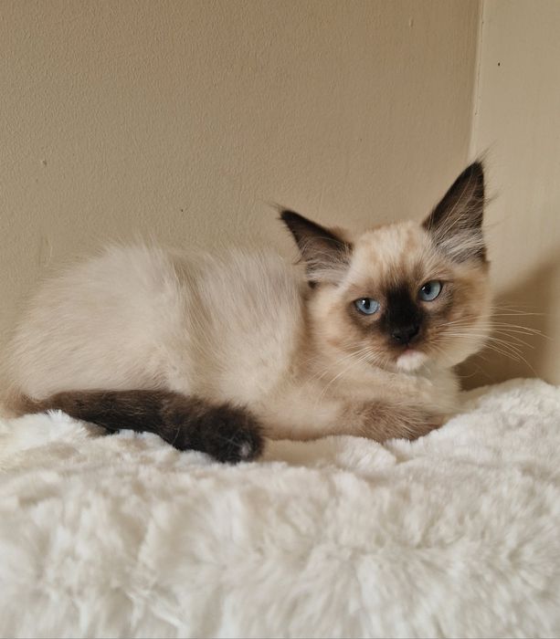 Śliczny kocurek ragdoll