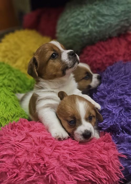 Щенки Джек Рассела