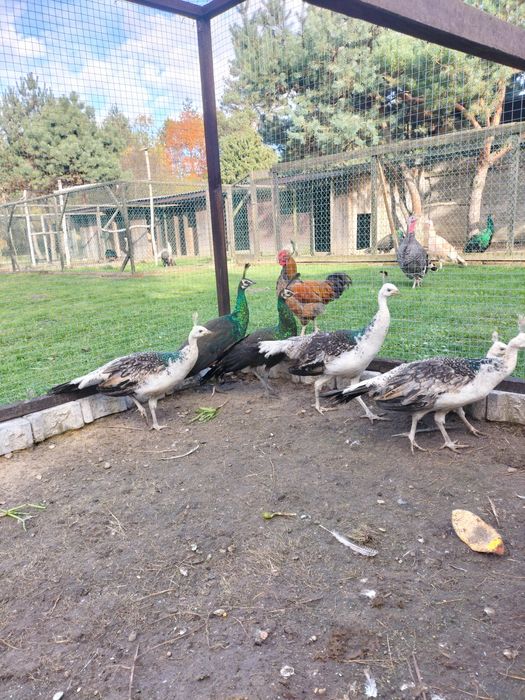 Sprzedam pawie czarnoskrzydłe