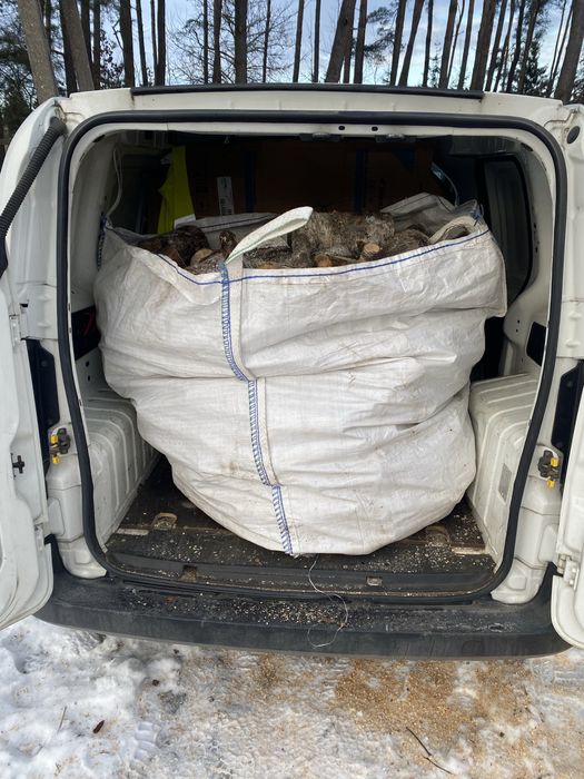 Drzewo buk lub brzoza