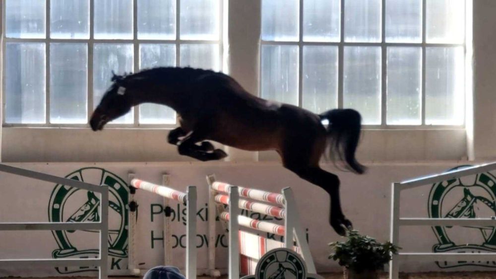 OGIER Małopolski z licencją