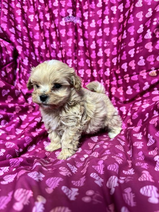 Рудий Хлопчик ф1 Мальтіпу Міні