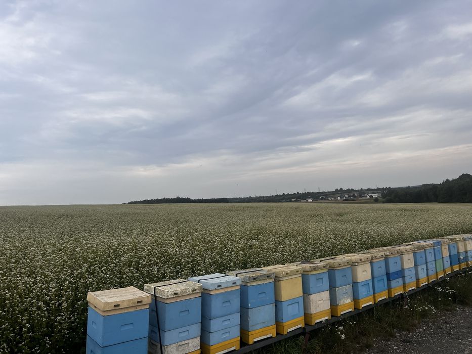 Miód pszczeli,pasieka,ule,odkłady pszczele,rodziny pszczele,pszczoły