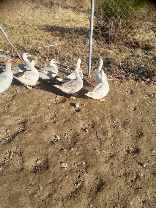 Kaczki francuskie berzowe