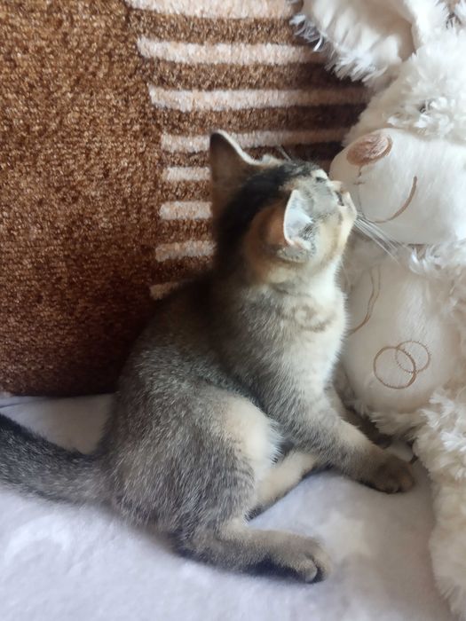 Кошечка британская шиншиловая