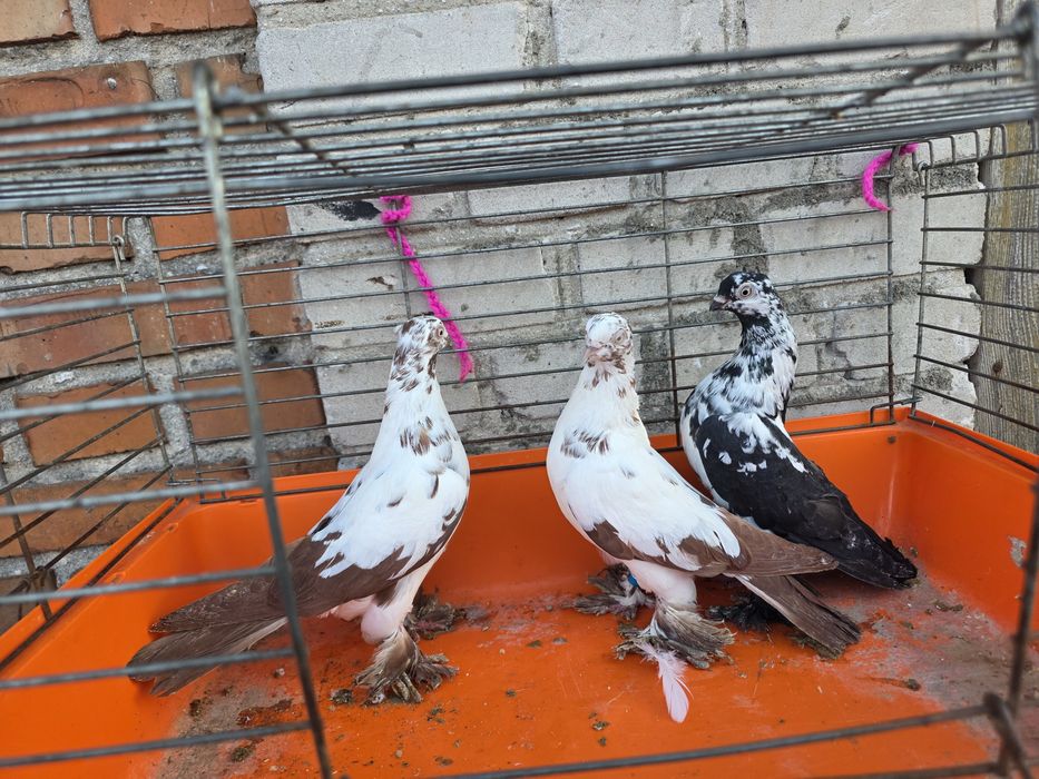 Sprzedam gołębie