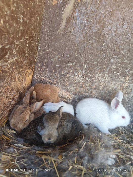 Króliki - Samica z młodymi