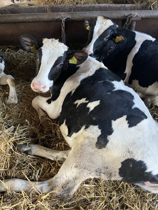 Sprzedam ogiery jalowki