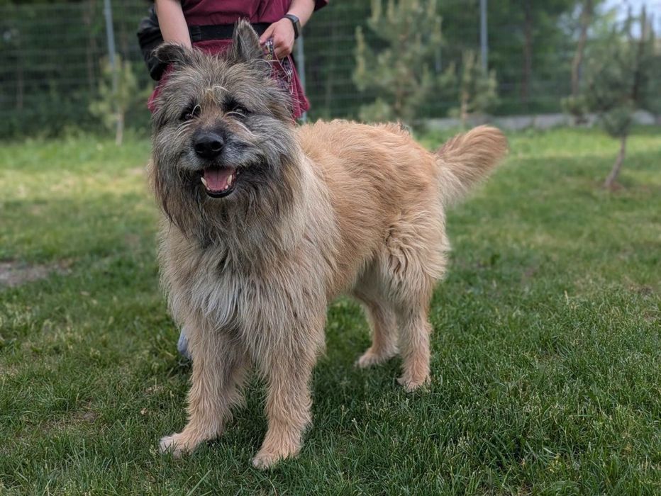 Puchaty i wpatrzony w człowieka Waldi szuka domu. ADOPTUJ
