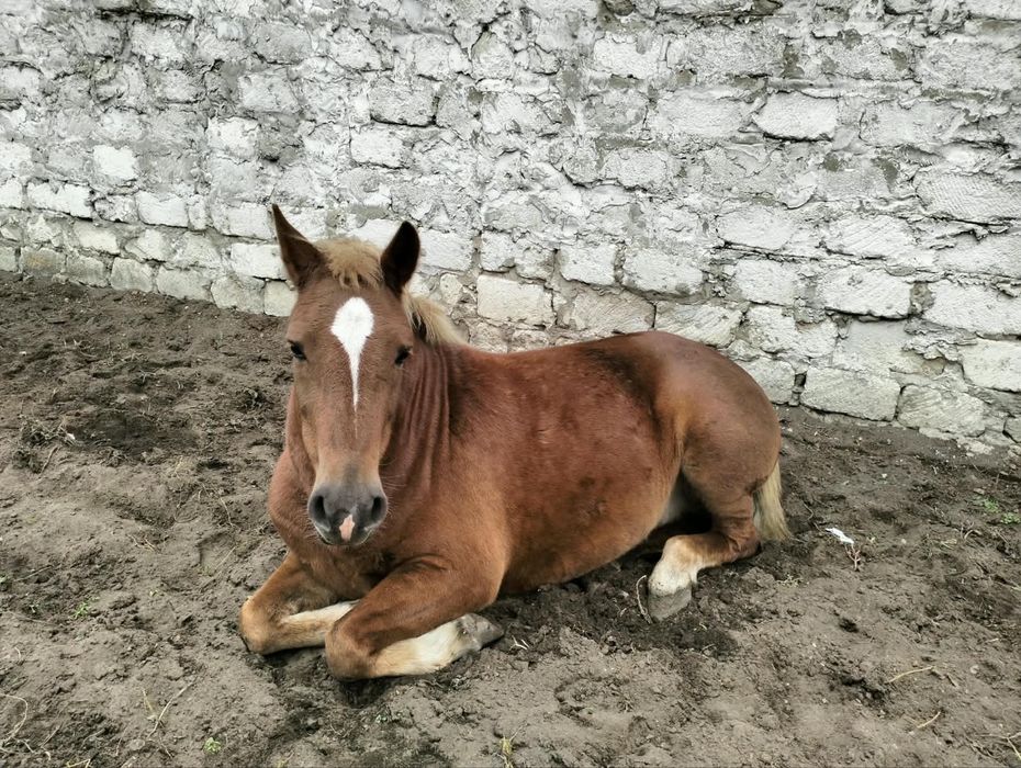 Продам кобилу, і лоша