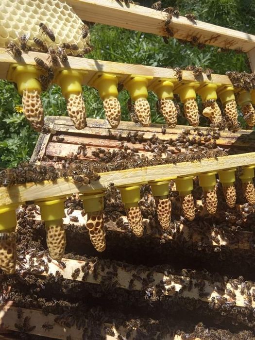 Бджоломатки карпатка, карніка сезон 2026