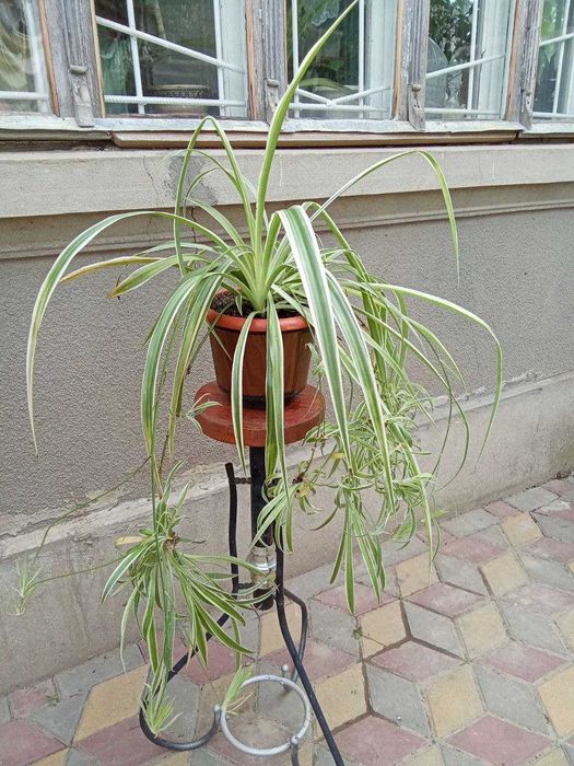 Хлорофітум та сансев'єра - очищувачі повітря для дітей та літніх людей