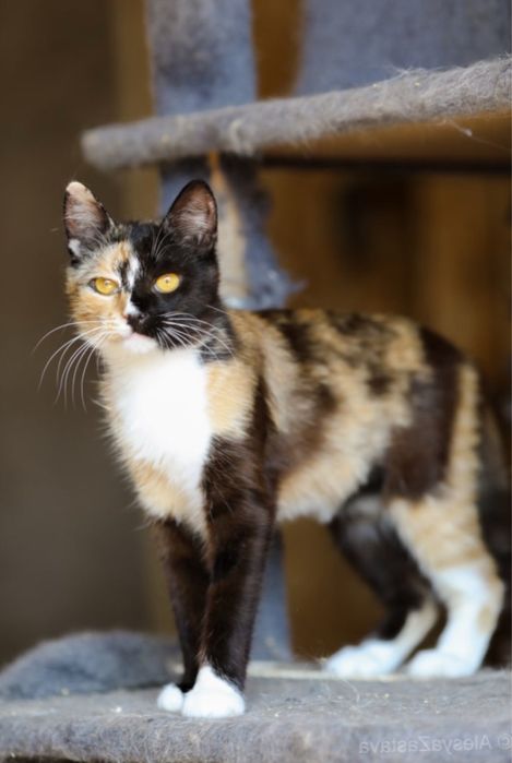 Вуфи, богиня, красотка, кошка 10 мес