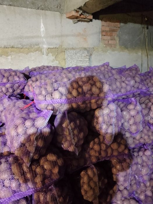 Продам картоплю велику та насіннєву сорт бела роса