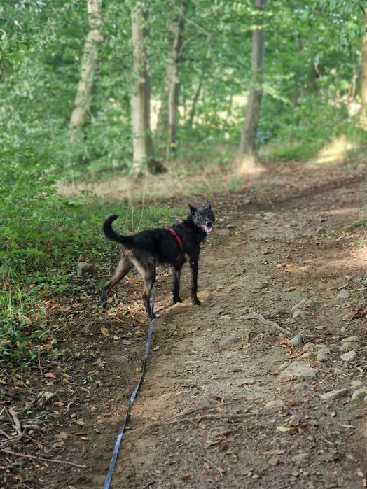 Forest, młody pies w typie teriera