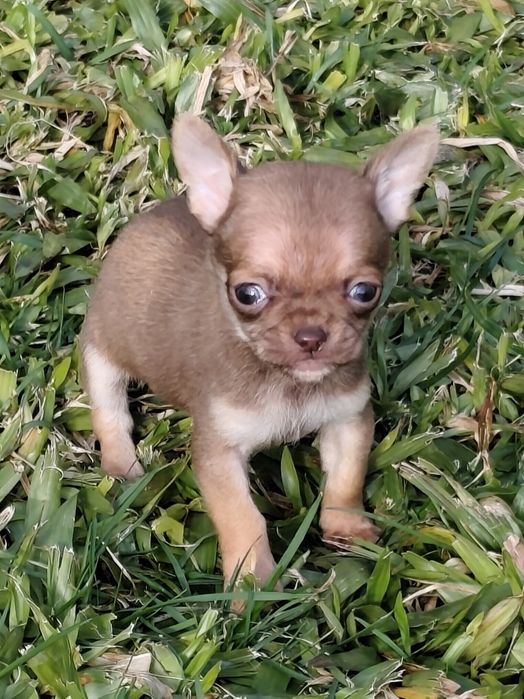 Macho chihuahua mini disponível