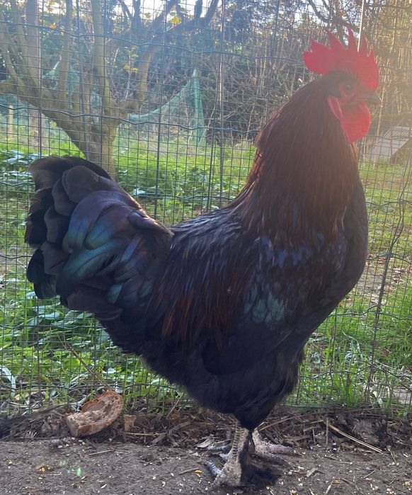 Galos Marans lindos para criação