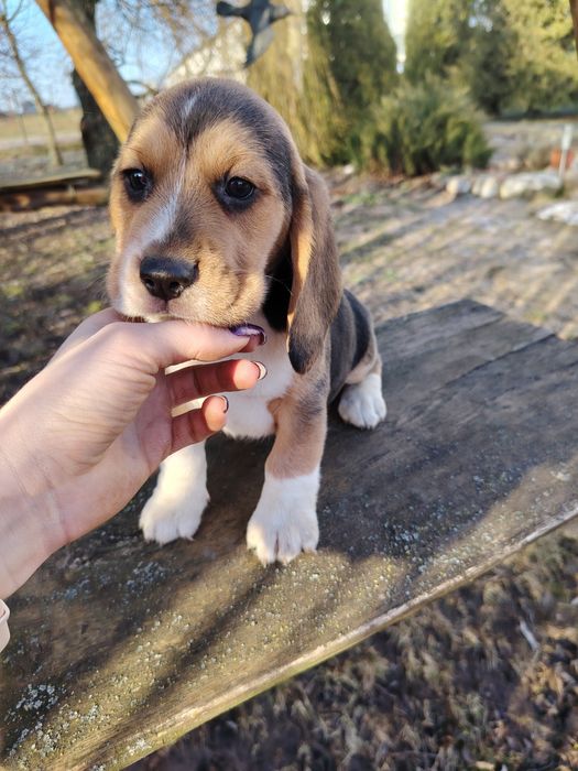 Beagle tri-color szczenię