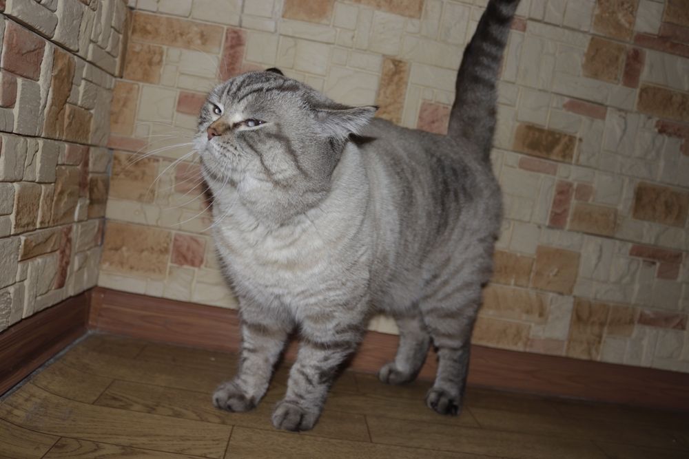 Шотландский страйт по кличке барон,приглашает на Вязку!