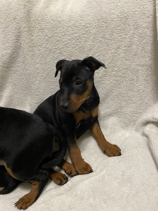 Щенки цвергпинчера