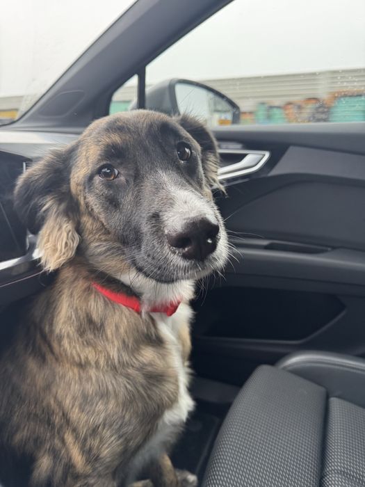 Cadela para adoção