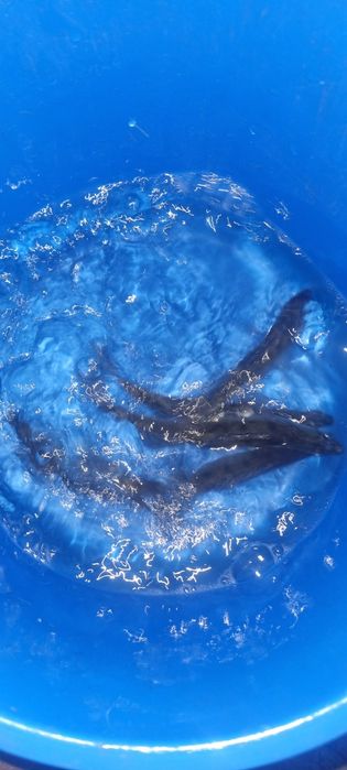 Narybek lina,karpia,amura,Tołpyga,Karaś pospolity