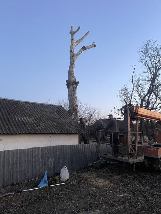 Спил деревьев с вышкой и без Вывоз Бесплатно