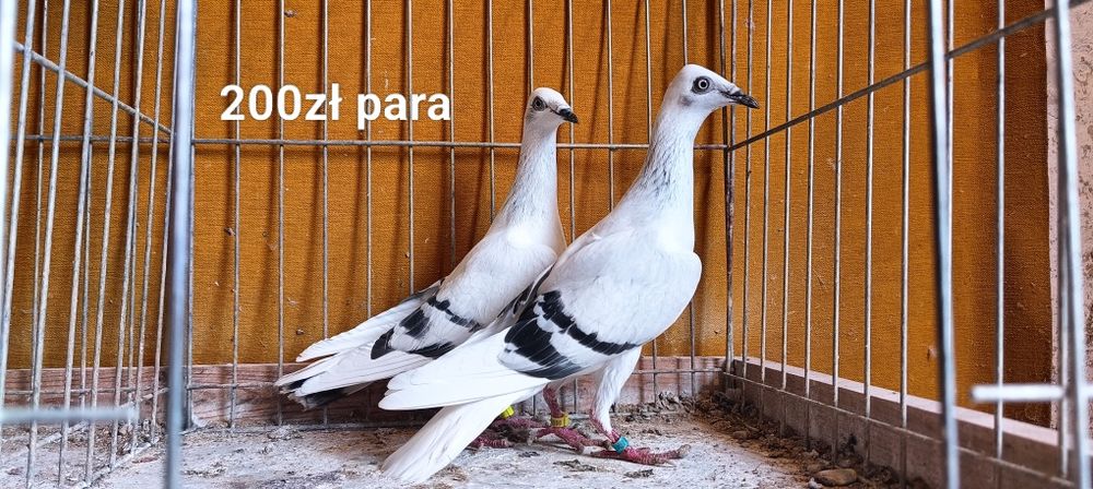Gołębie z lotu. Srebniaki pasiate  boczate. Dwie pary