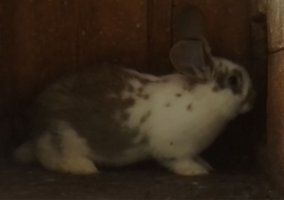 Продаються кролики 2 місяці