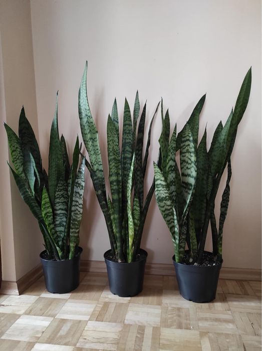 Sansevieria duża | kwiat doniczkowy domowy | liściasty | do salonu