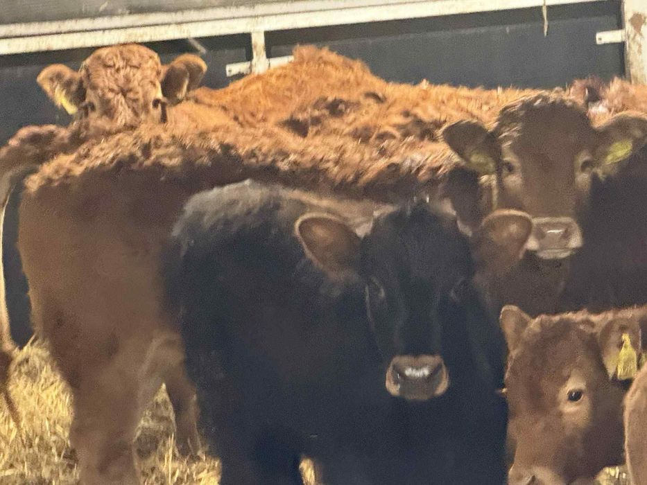 Sprzedam odsadki Limousine Wyszków