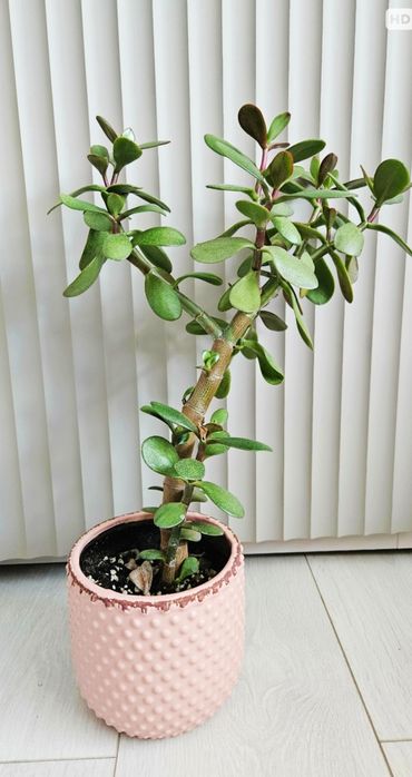 Grubosz. Drzewko szczęścia