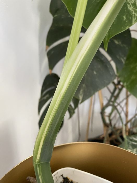 Monstera deliciosa variegata constellation