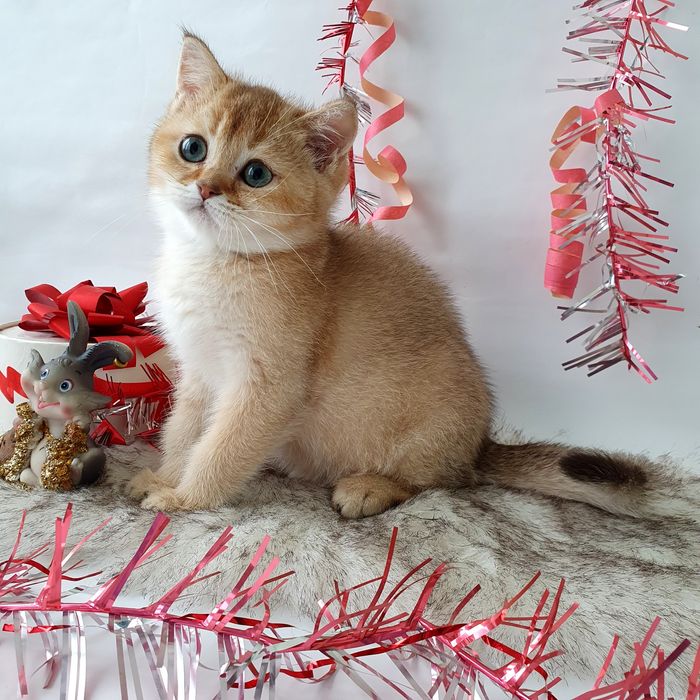 Киев Ручные, игривые, воспитанные котята рыжие, золотая шиншилла Киев