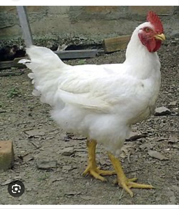 Бройлери живою вагою