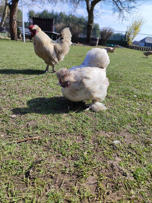 Sprzedam obornik kurzy