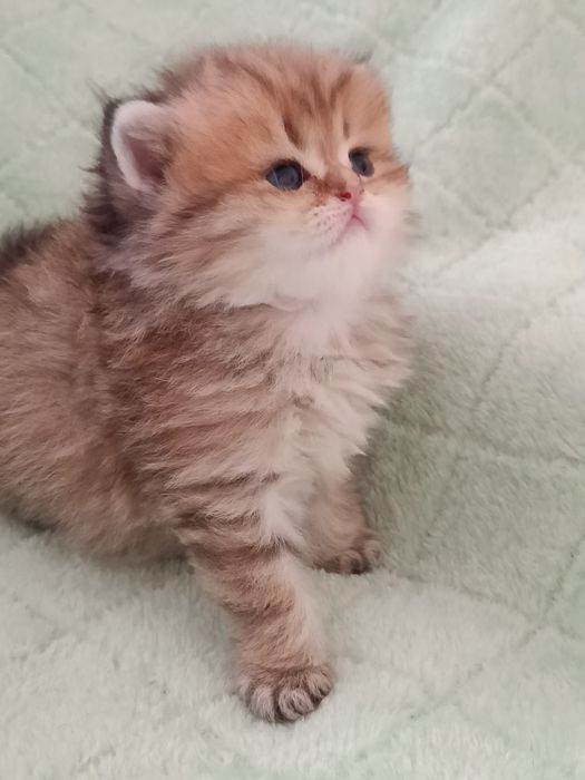 British Shorthair Golden