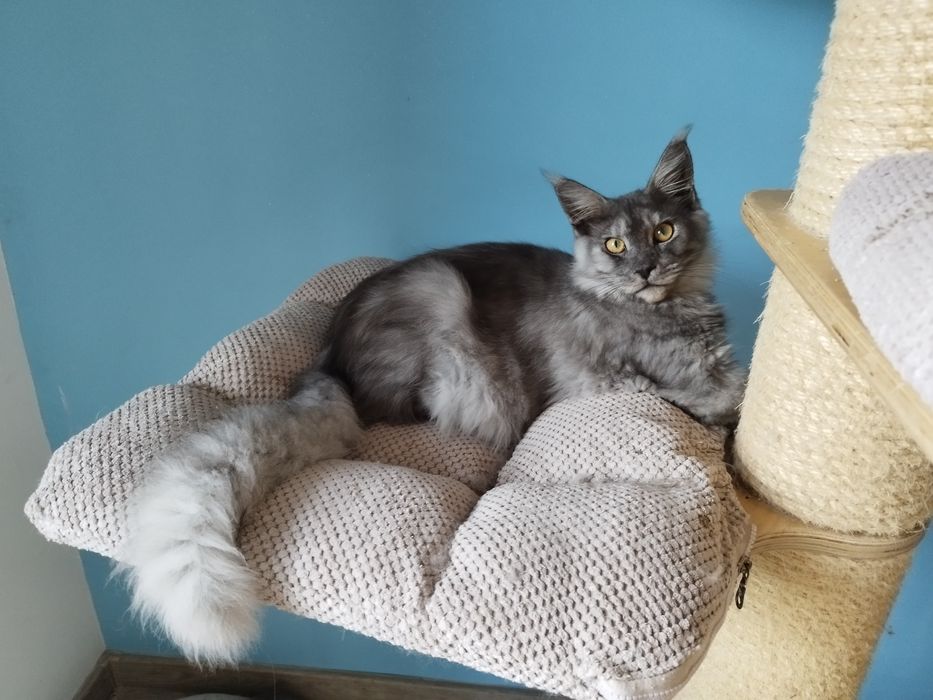 Kocurek  Maine Coon 4,5miesięczna