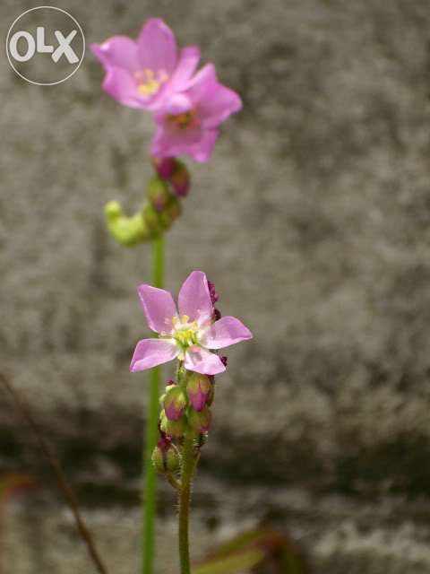 Kit completo para planta carnivora drosera capensis tipica