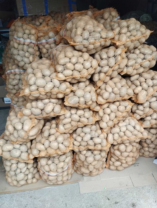 Ziemniaki smaczne sprzedam Ignacy, melody, soraja, oberon.