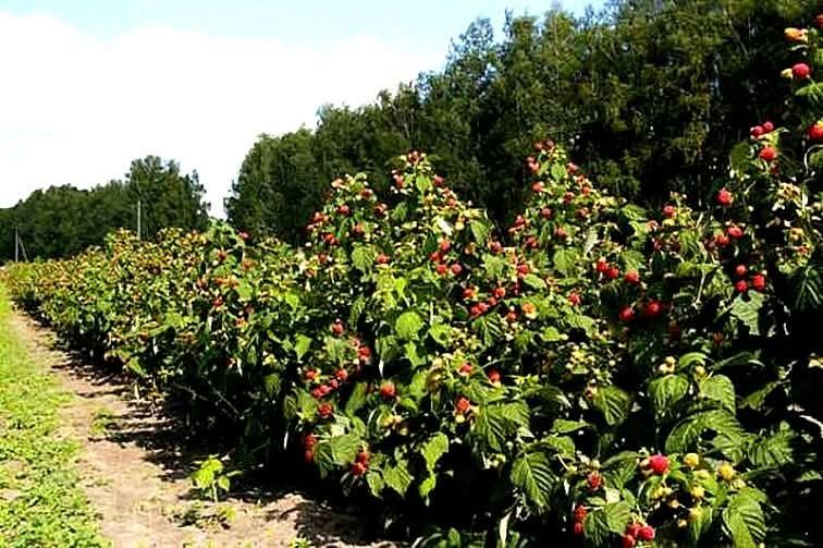 Продаємо саджанці малини.  Ремонтантна,  Літня,Тібецька.