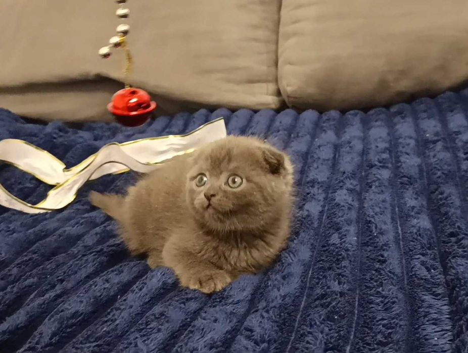 Милый шотландский вислоухий котёнок, мальчик, фолд