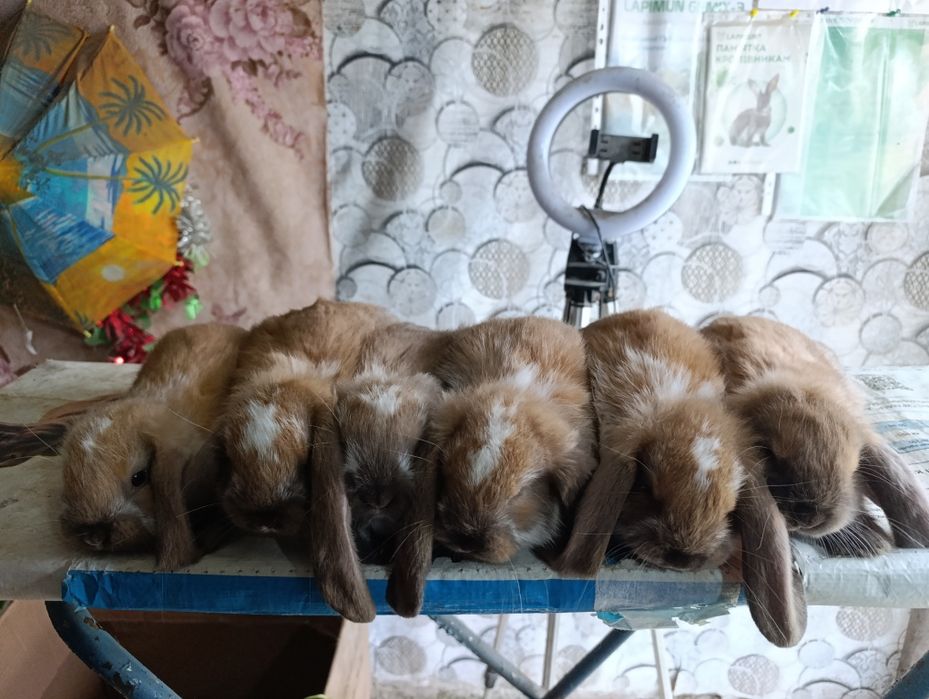 Кролики породи французький баран продає кро