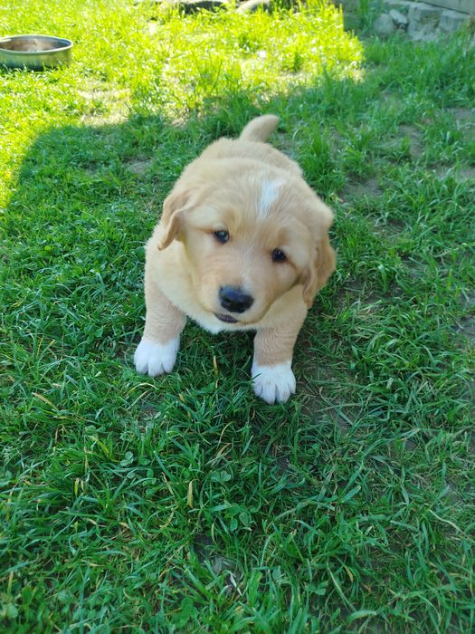 Golden Retriever szczeniaki